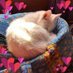 Meet your Posher, Pam